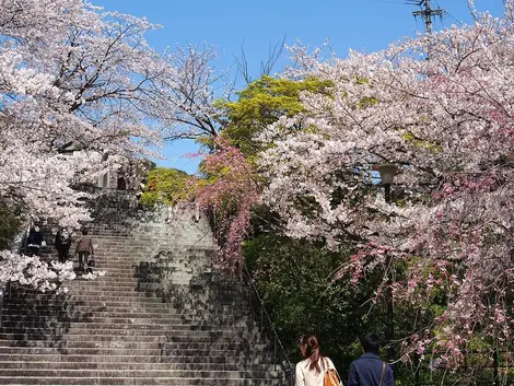 Marches du parc Nishi koen, près du sanctuaire Terumo jinja, à Fukuoka