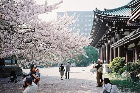 Hanami in Fukuoka Kyushu