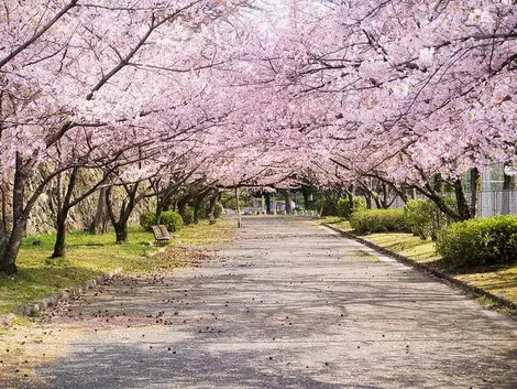 Cherry trees in Maizuru Park Fukuoka, Kyushu Cherry trees in Maizuru Park Fukuoka, Kyushu