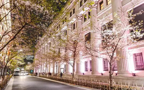 Les bâtiments des grands magasins se parent de rose comme les cerisiers en fleurs à Nihonbashi Les bâtiments des grands magasins se parent de rose comme les cerisiers en fleurs à Nihonbashi