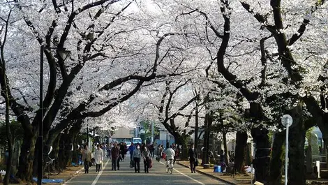L'allée des cerisiers au cimetière Yanaka, près de Nippori à Tokyo L'allée des cerisiers au cimetière Yanaka, près de Nippori à Tokyo