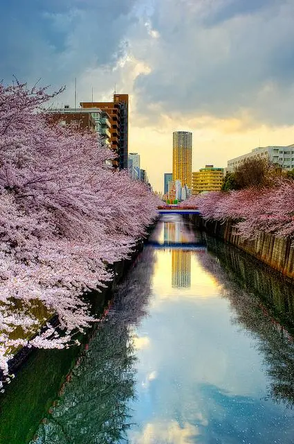 Les cerisiers en fleurs de la rivière Meguro à Tokyo Les cerisiers en fleurs de la rivière Meguro à Tokyo