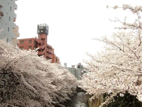 Sakura on the banks of the Kanda River, Tokyo Sakura on the banks of the Kanda River, Tokyo