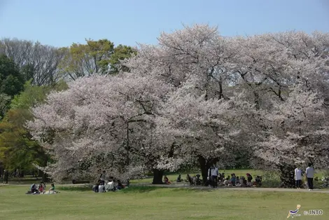 Kinuta Park in Tokyo