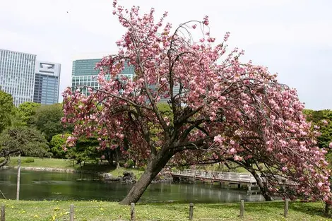 A Cherry Tree in the Hamarikyu Garden, Shiodome in Tokyo A Cherry Tree in the Hamarikyu Garden, Shiodome in Tokyo