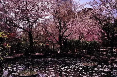 El jardín Shukkei-en en Hiroshima El jardín Shukkei-en en Hiroshima