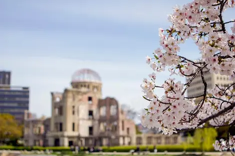 Hanami desde las riveras del río Motoyasu en Hiroshima Hanami desde las riveras del río Motoyasu en Hiroshima