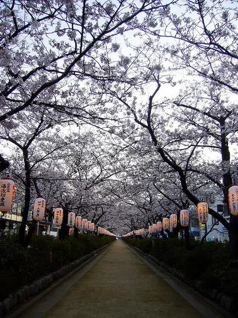 Le chemin Danzakura couvert de cerisiers en fleurs, à Kamakura Le chemin Danzakura couvert de cerisiers en fleurs, à Kamakura