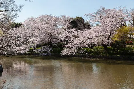 Le rose des cerisiers se reflétant dans l'un des étangs du sanctuaire Tsurugaoka Hachimangu 