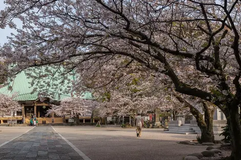 Les cerisiers en fleurs du temple Kômyô-ji, à Kamakura