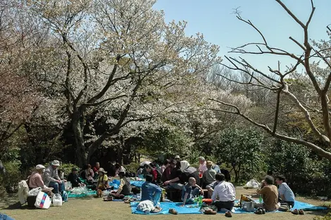 Hanami dans le parc Genji-yama kôen, à Kamakura