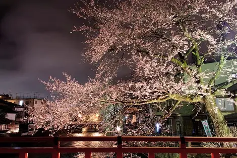 Fleurs de cerisiers de Takayama