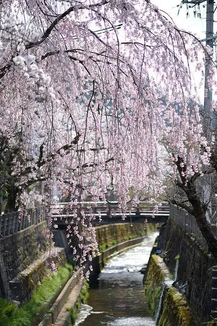 Hanami le long de la rivière Enakogawa, à Takayama Hanami le long de la rivière Enakogawa, à Takayama
