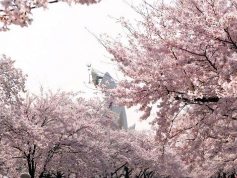 La tour du soleil, vue à travers les cerisiers en fleurs du parc Banpaku (expo'70 parc) 