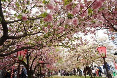 L'allée de sakura du jardin du musée de la monnaie, Japan Mint Museum (Zôheikyoku)