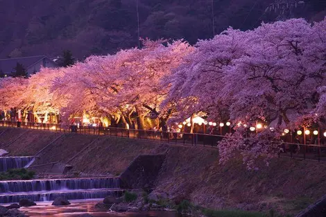 L'allée de cerisiers yoshino à Miyagino, préfecture de Kanagawa L'allée de cerisiers yoshino à Miyagino, préfecture de Kanagawa