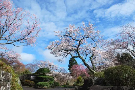 Le parc Gora à Hakone