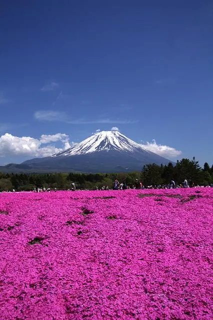 Le Shibazakura festival à Hakone