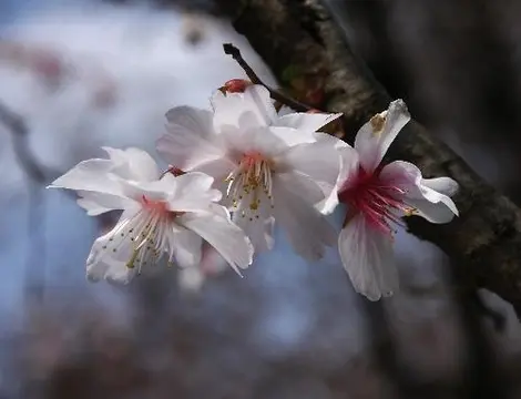 Une espèce de cerisier très rare, le yae-mamezakura Une espèce de cerisier très rare, le yae-mamezakura