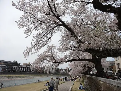 Hanami sur les bords de la rivière Saigawa, à Kanazawa