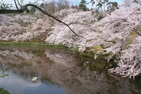 L'étang du parc Oku utatsuyama kôen à Kanazawa L'étang du parc Oku utatsuyama kôen à Kanazawa