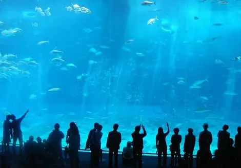 Aquarium de 8 mètres de haut à Okinawa (Churaumi aquarium) Aquarium de 8 mètres de haut à Okinawa (Churaumi aquarium)