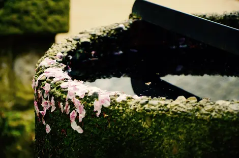 Les fleurs de cerisiers recouvrent les rues Les fleurs de cerisiers recouvrent les rues