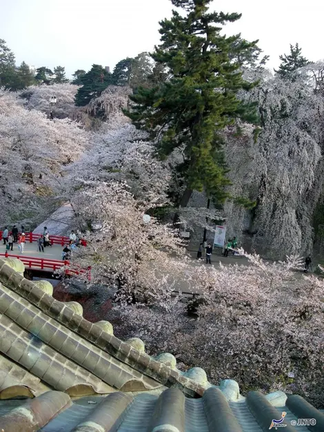 Vue des cerisiers en fleurs depuis le sommet du château de Hirosaki Vue des cerisiers en fleurs depuis le sommet du château de Hirosaki