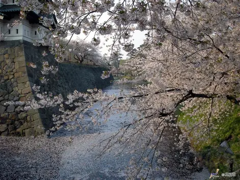 Les douves du château de Hirosaki, recouvertes de pétales de cerisiers Les douves du château de Hirosaki, recouvertes de pétales de cerisiers