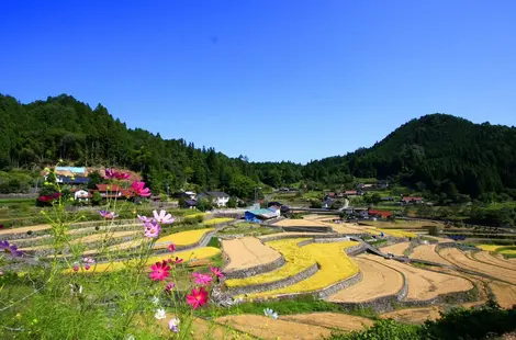 Rizières en terrase d'Ini, ville d'Akiôta, préfecture d'Hiroshima