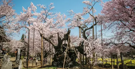 Le cerisier Yamata Jindaizakura, vieux de  2 000 ans