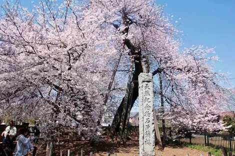 Le cersier Ishitokaba zakura, dans la préfecture de Saitama. Le cersier Ishitokaba zakura, dans la préfecture de Saitama.