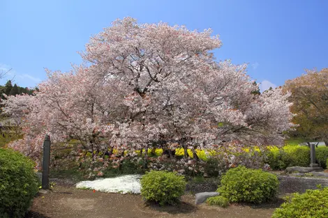 Le cerisier  Kariyado no Gebazakura, situé dans la préfecture de Shizuoka