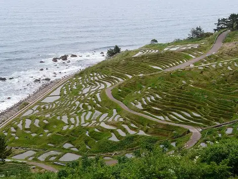 The terraced rice fields of Senmaida The terraced rice fields of Senmaida