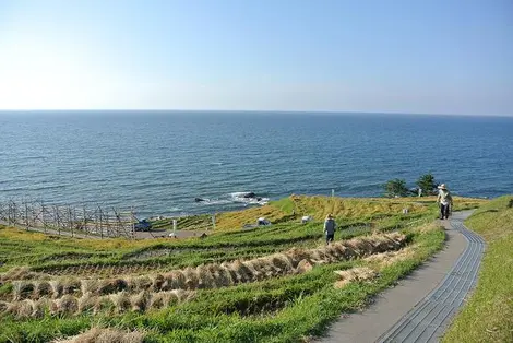 Les champs et rizières en terrasse de Senmaida