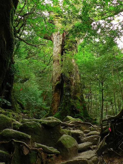 Yakushima, Kyushu