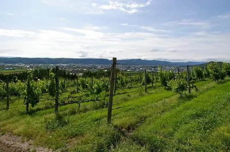 Les vignes de Furano à Hokkaido