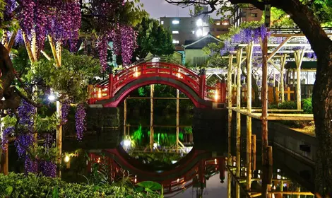 Glycines au Kameido Tenjin Glycines au Kameido Tenjin