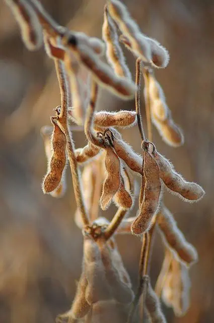 Cosses de soja