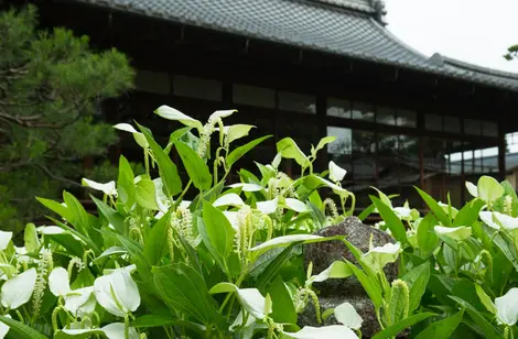 saururus chinensis in Ryosoku-in temple saururus chinensis in Ryosoku-in temple