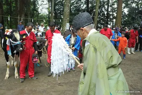En juillet à Miyazaki (Kyushu) a lieu le festival Ushigoe En juillet à Miyazaki (Kyushu) a lieu le festival Ushigoe