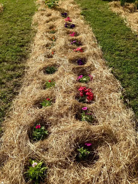 L'art de protéger les fleurs avec de la paille L'art de protéger les fleurs avec de la paille