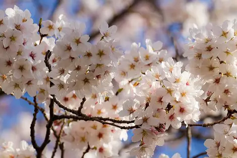 Les fleurs de couleur rose pâle du Somei Yoshino Sakura Les fleurs de couleur rose pâle du Somei Yoshino Sakura