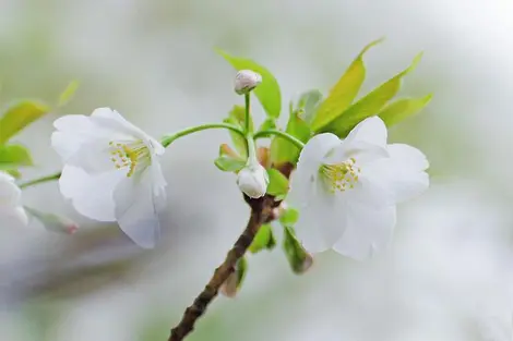 Les fleurs blanches sont caractéristiques de l'Ôshima Zakura Les fleurs blanches sont caractéristiques de l'Ôshima Zakura