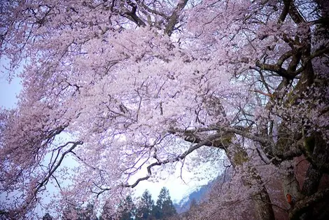 Cerisier Edo Higan près d'Hiroshima Cerisier Edo Higan près d'Hiroshima