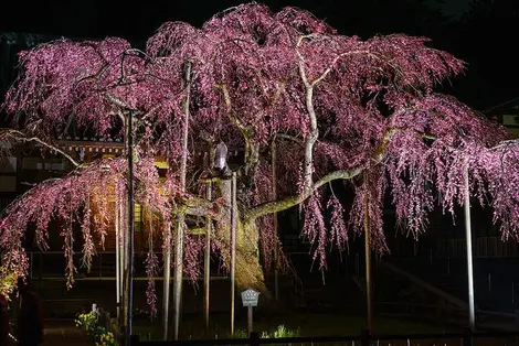 Le Shidare Zakura du temple Taisan-ji à Tochigi, au nord de Tokyo