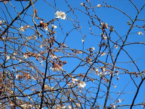 Les Fuyu Zakura (cerisiers d'hiver) peuvent fleurir une première fois entre octobre et janvier Les Fuyu Zakura (cerisiers d'hiver) peuvent fleurir une première fois entre octobre et janvier