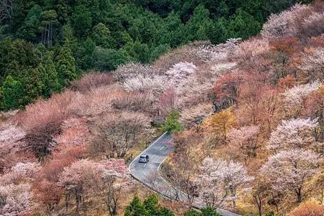 Les flancs de la montagne Yoshinoyama près de Nara, où poussent des Yama zakura Les flancs de la montagne Yoshinoyama près de Nara, où poussent des Yama zakura