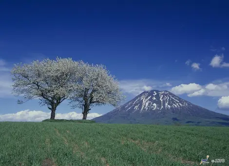 Le Mont Yôtei s'élève derrière les arbres en fleurs, près du village de Kyôgoku Le Mont Yôtei s'élève derrière les arbres en fleurs, près du village de Kyôgoku