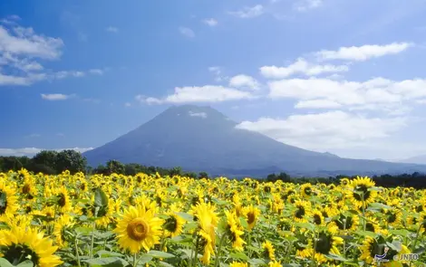 Sunflower is the emblem of the village of Kyogoku